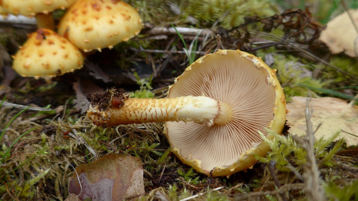 Молоденькая чешуйчатка золотистая. Фото автора.