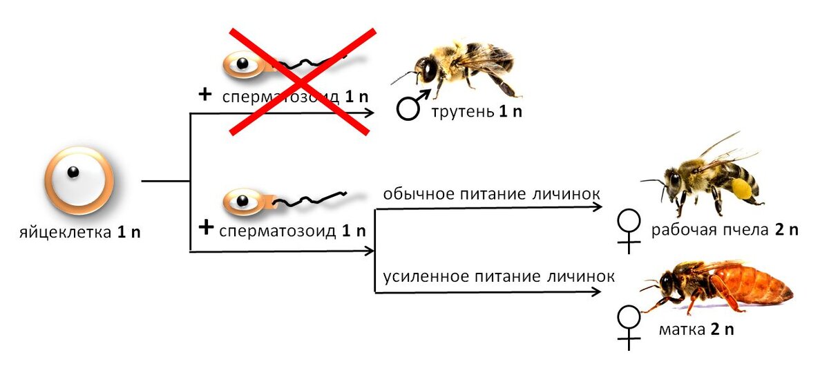 Какие отношения складываются между вишней и пчелой. Партеногенез у пчел схема. Размножение пчел партеногенез. Партеногенез способ размножения. Размножение пчелы трутень матка.