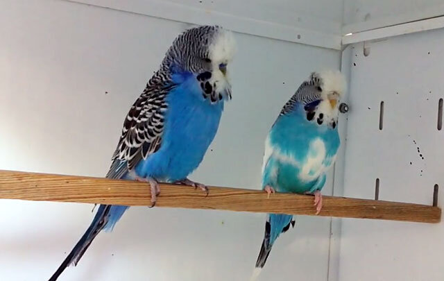 Симптомы и лечение клеща у волнистого попугая | Блог ветклиники 