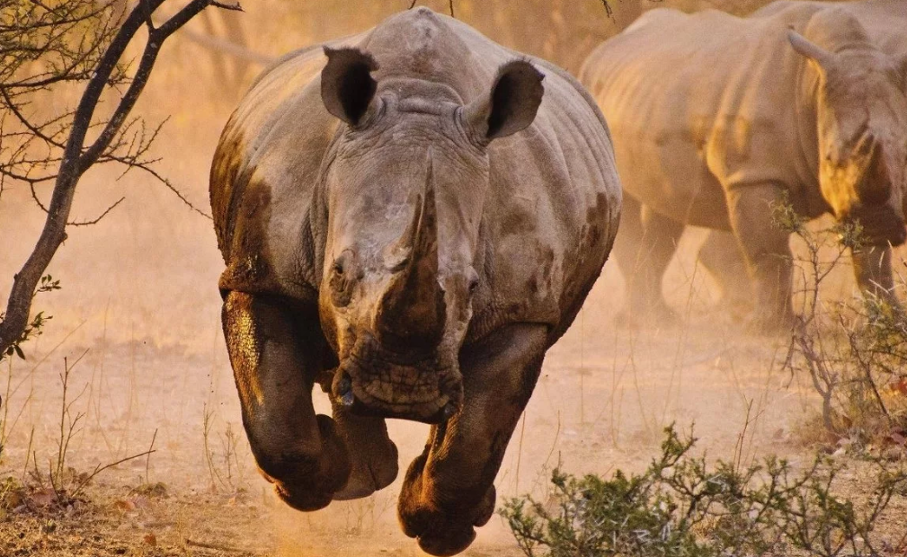 фото thecanvasartfactory.com.au/product/rhino-learning-to-fly-by-justus-vermaak