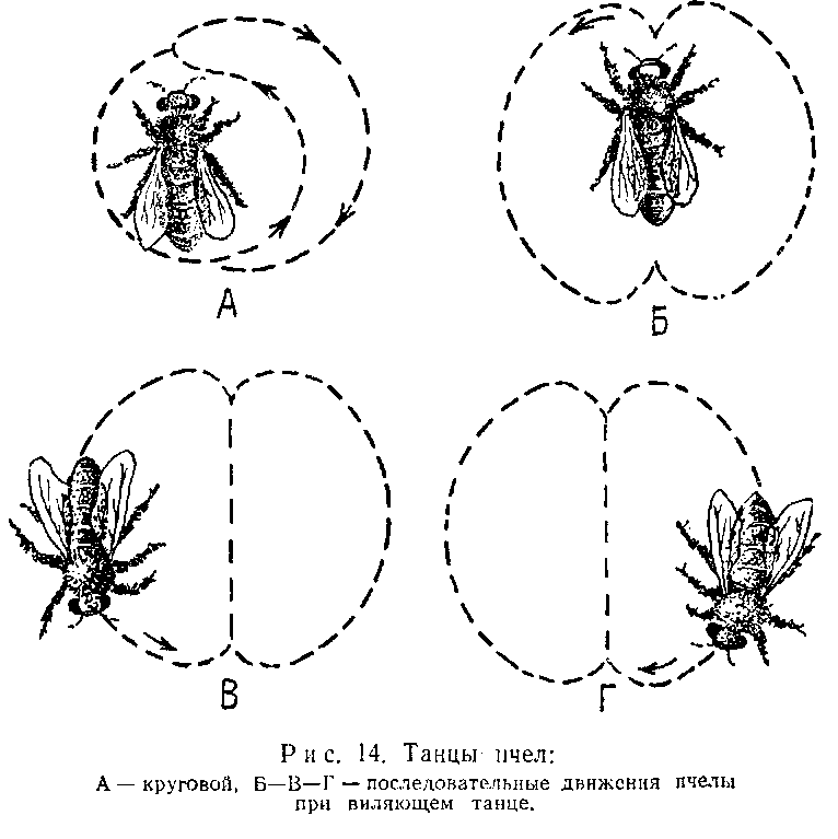 Движения пчел. Танец пчел схема. Круговой танец пчел. Язык танца пчел. Виляющий танец пчел.