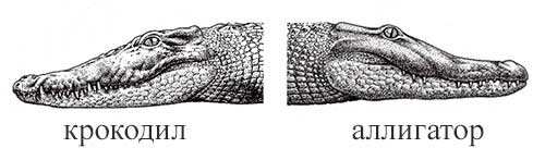 На рисунке изображены крокодил и фура длина крокодила
