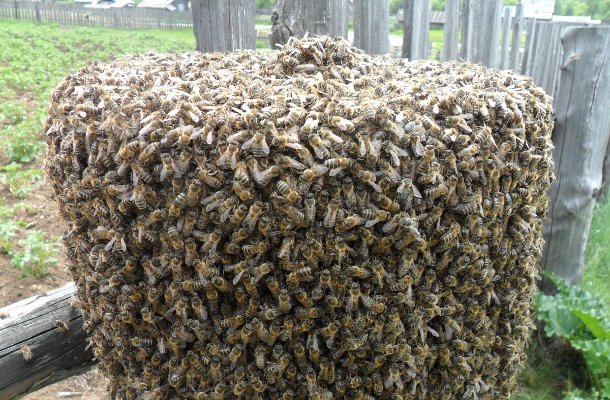 Рой пчел на столбе