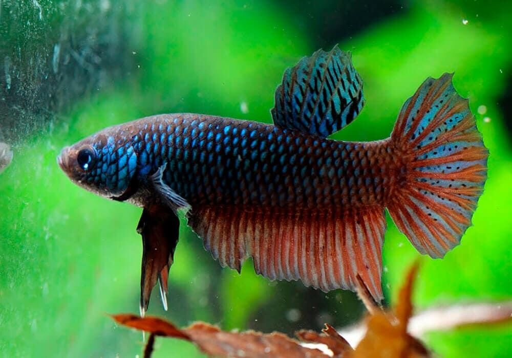 Бойцовая рыбка (Betta splendens)