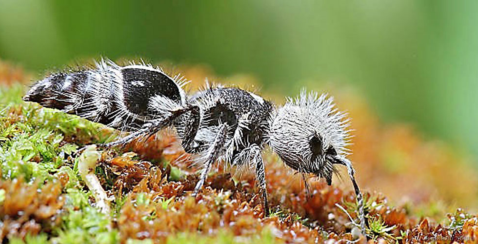 Муравей-панда. Источник: Яндекс картинки