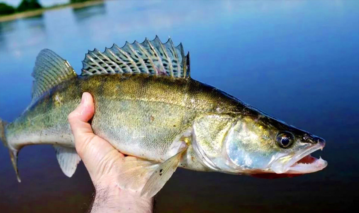 Ловля судака