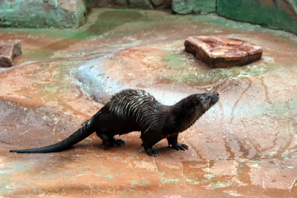 Что касается пингвинов, то пока вопрос по ним остаётся открытым. В зоопарке ждут решения координатора из европейской Ассоциации зоопарков и аквариумов, который распределяет пингвинов по зоопаркам мира.