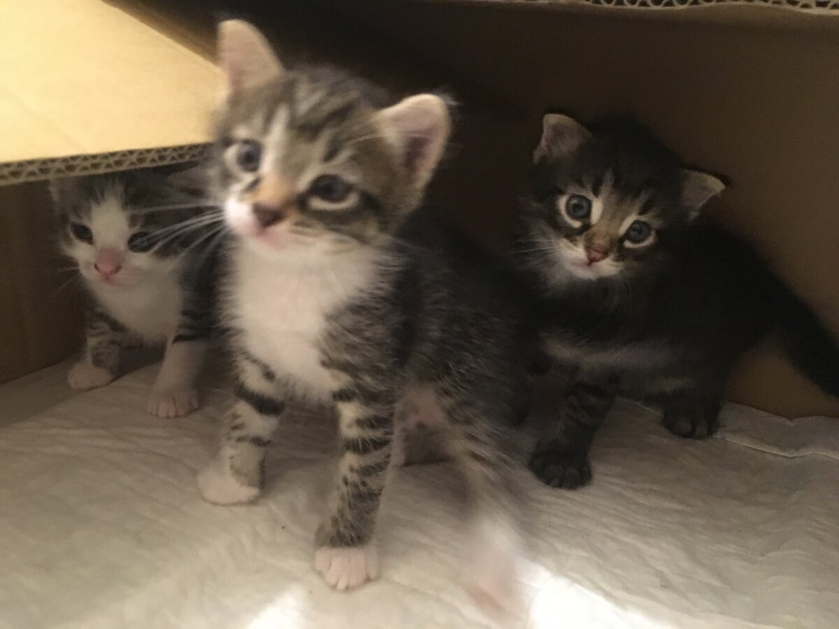 Котята окрепли и пытались вылезать из коробки. 6 августа 2018 года. Здесь котятам 1 месяц.
