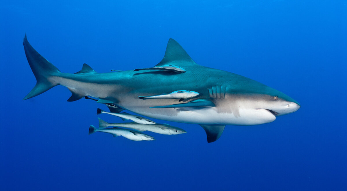 Это выглядит как почётный эскорт.