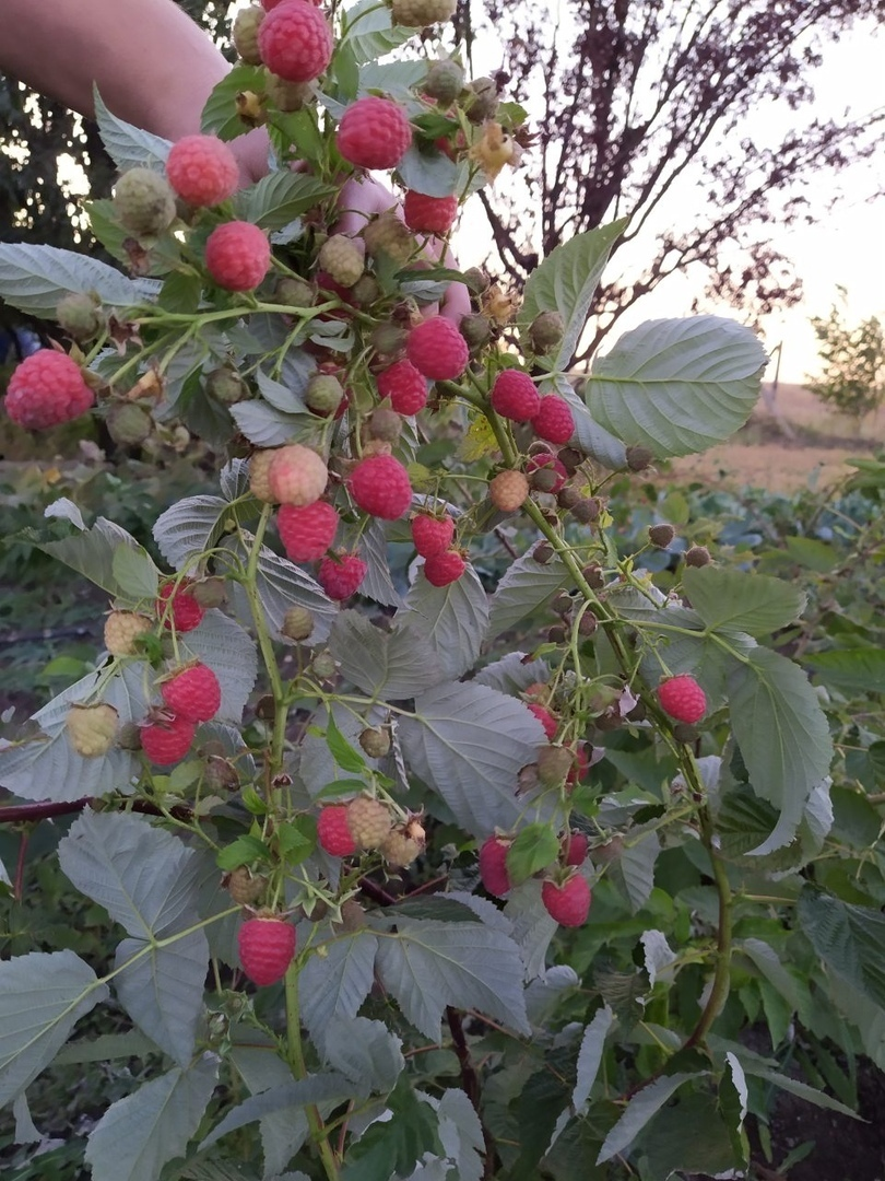 Малина Маравилла ( Maravilla