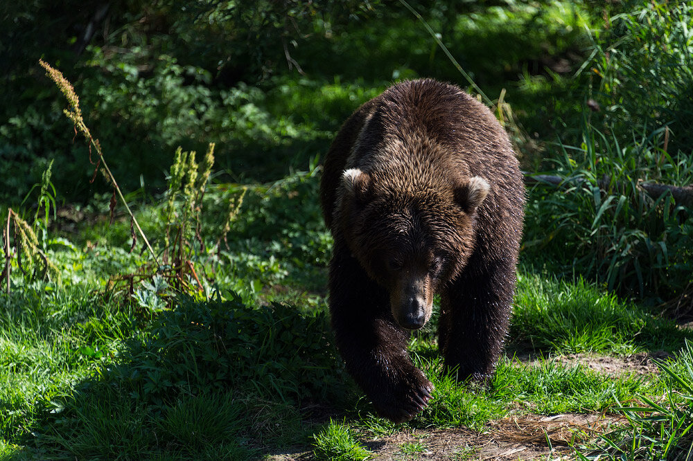Что делать, если встретился с медведем? Правила, которые помогут пережить встречу с косолапым.