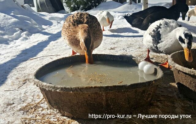 Разведение и содержание индоуток, мускусные утки - Технология бизнеса