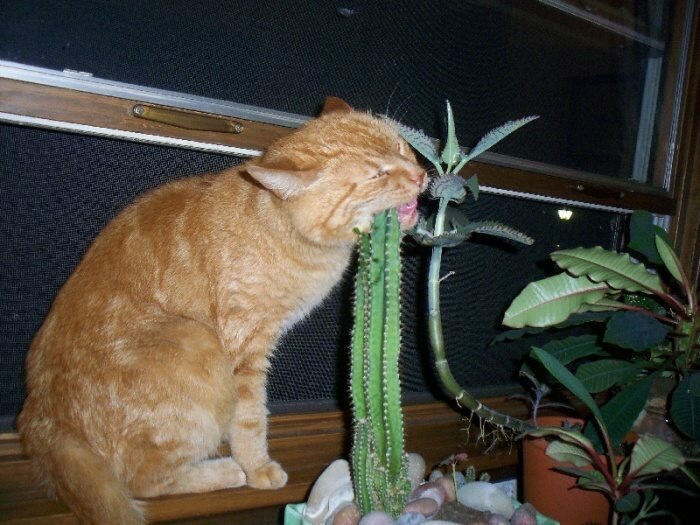 Поедая траву, кошки чистят желудок  и пополняют запас необходимых организму витаминов и аминокислот. 