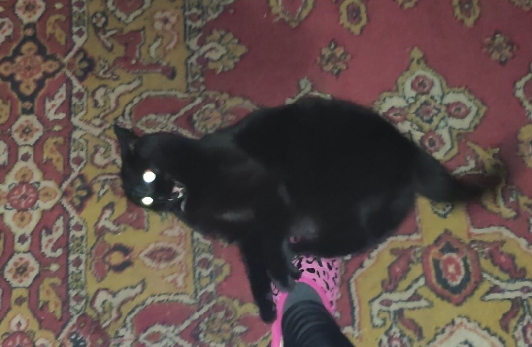 "Закусаю тапок!"