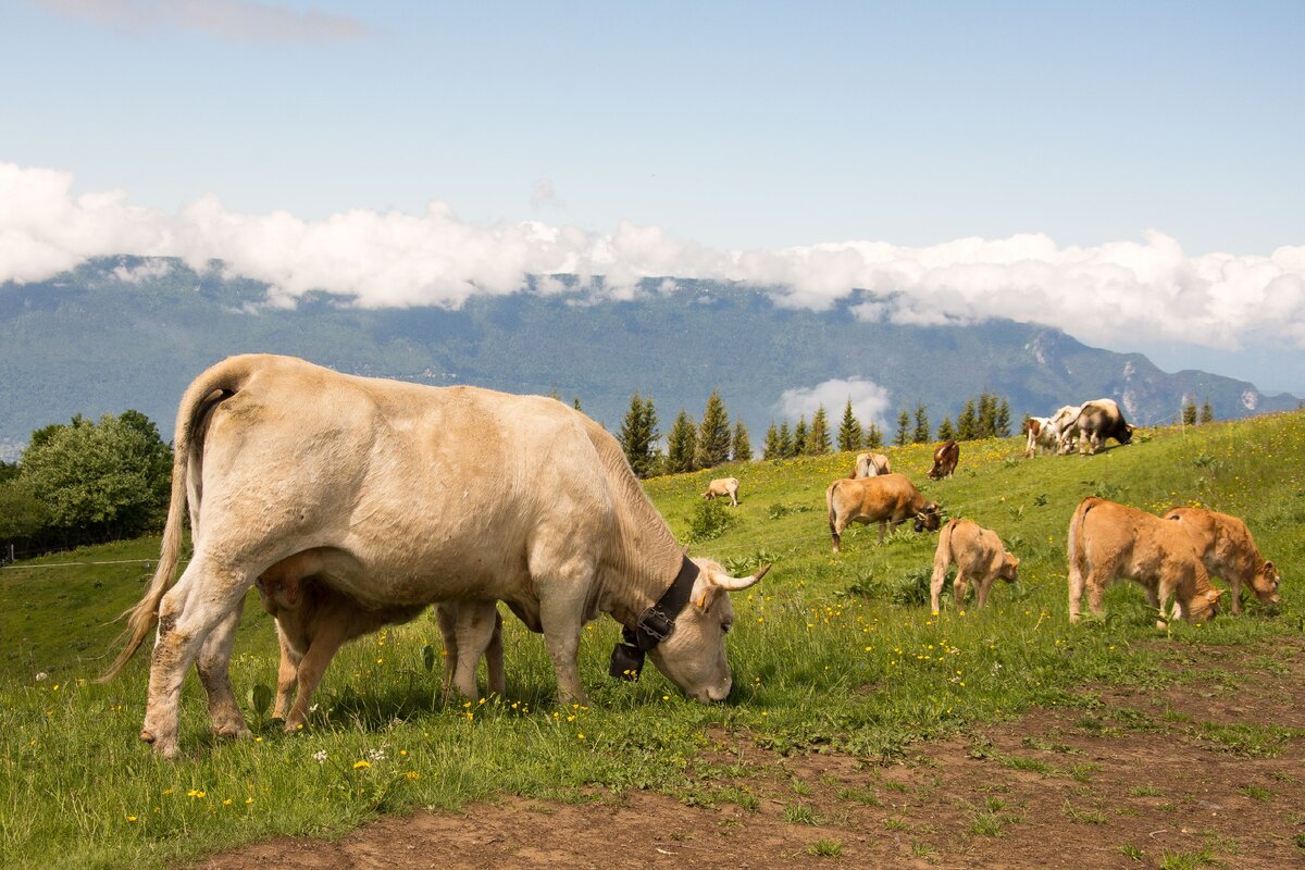 Французские Альпы. Пасущиеся коровы делают кадр более интересным.