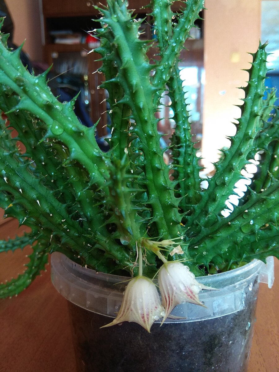 Stapelia glanduliflora