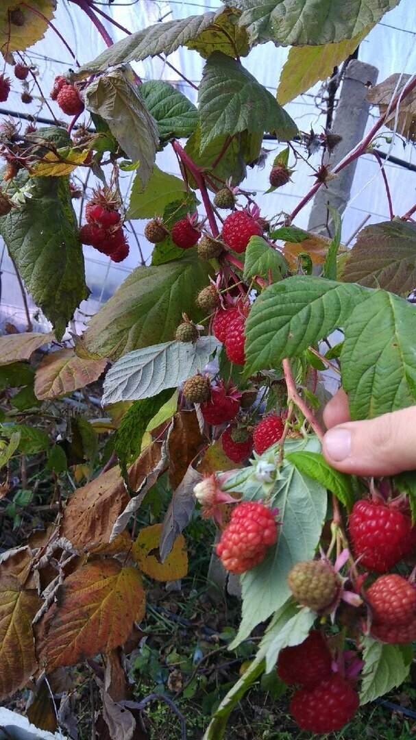 Урожай Маравиллы. Декабрь 2018г.в теплице