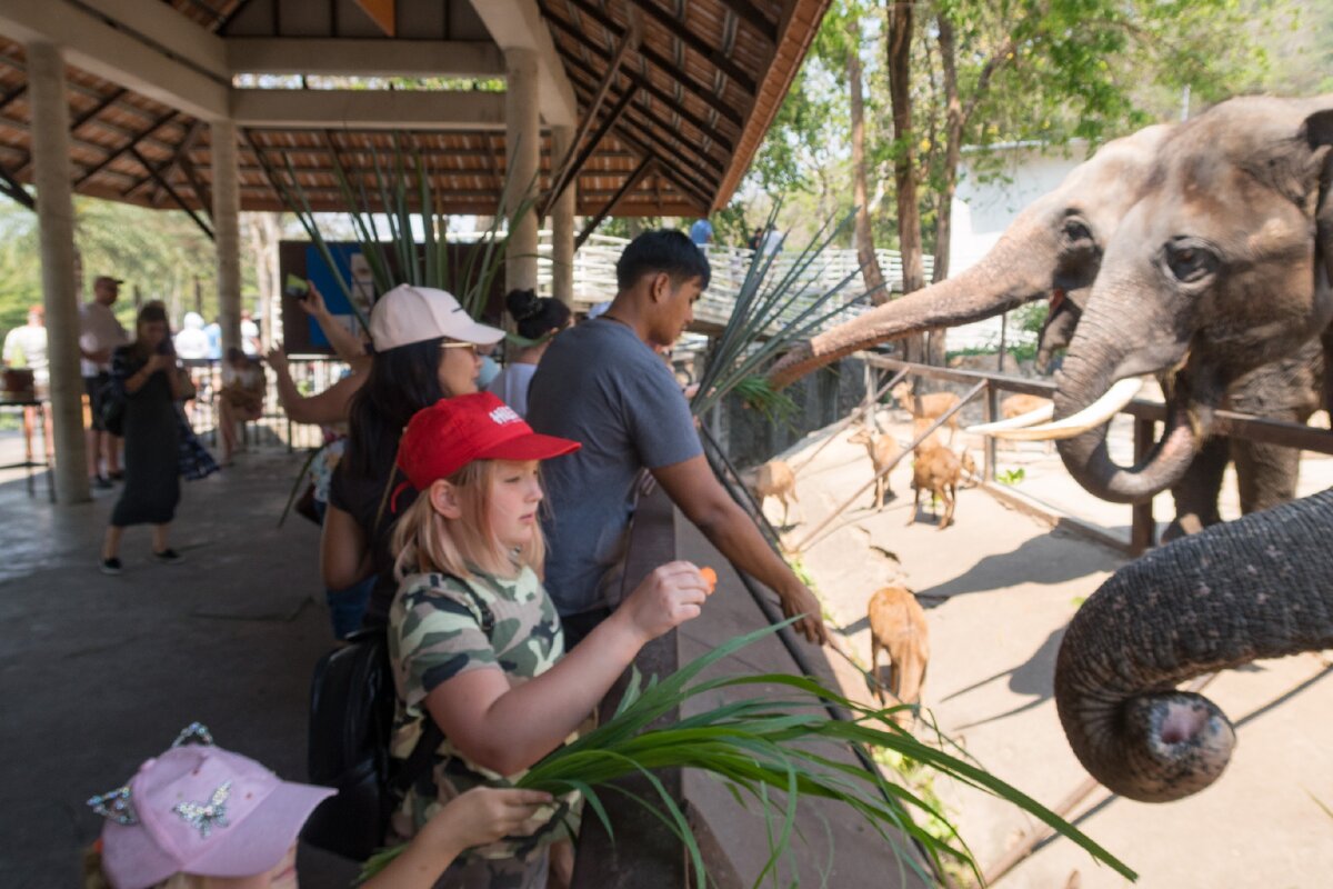 Во сколько нам обошлась поездка в зоопарк Кхао Кхео в Паттайе с экскурсией