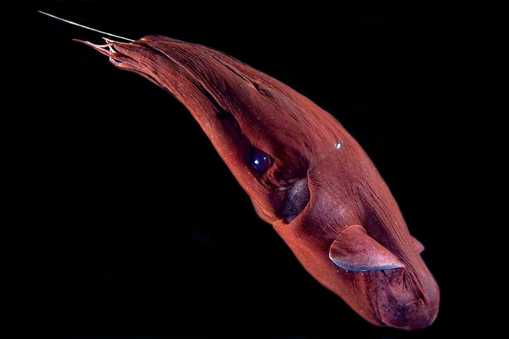 Адский кальмар вампир. Адский вампир (Vampyroteuthis infernalis). Адский вампир глубоководный моллюск. Головоногий моллюск Адский вампир.