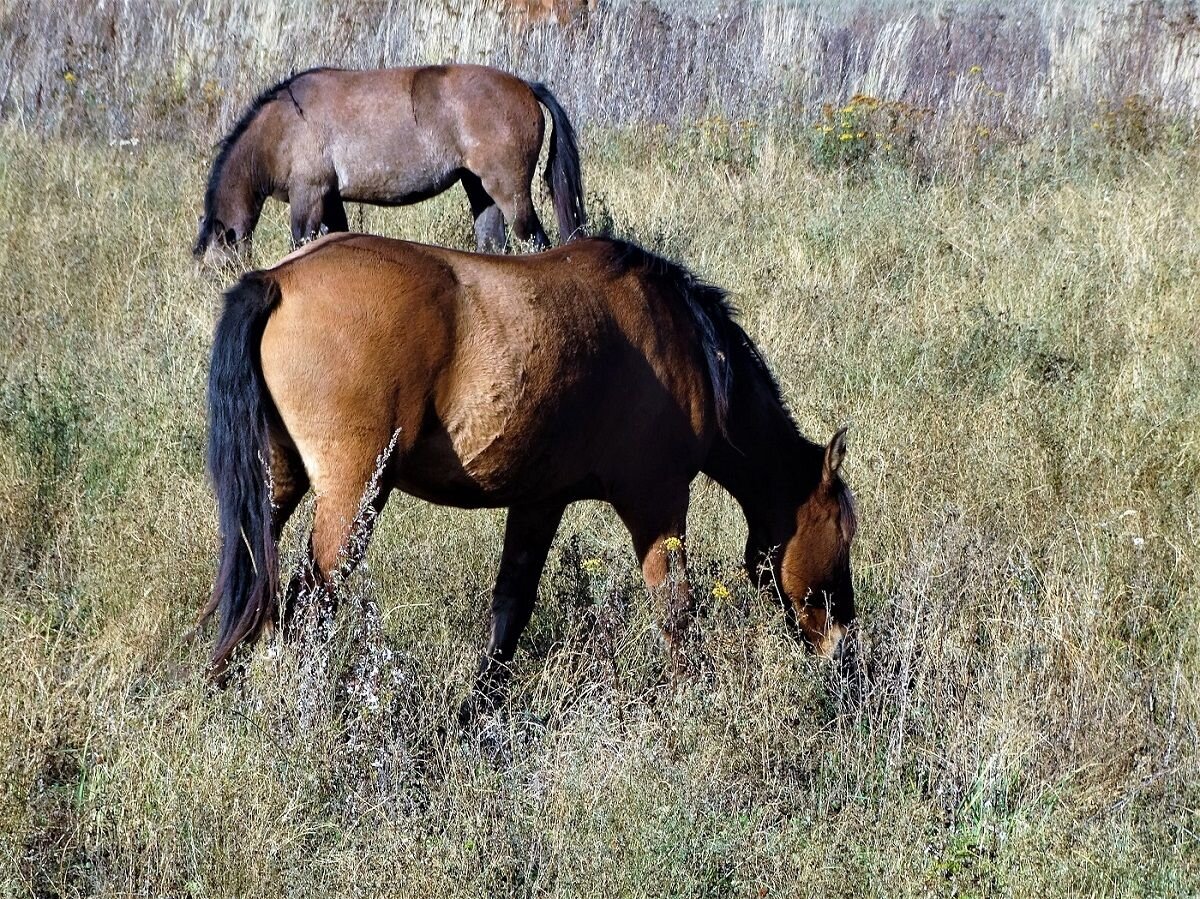     По названию несложно догадаться, где зародилась татарская лошадь. Сегодня её считают практически вымершей, поскольку осталось в природе не более пяти особей породы.-2