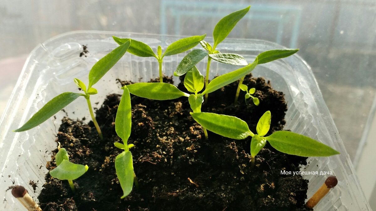 Рассада перца.