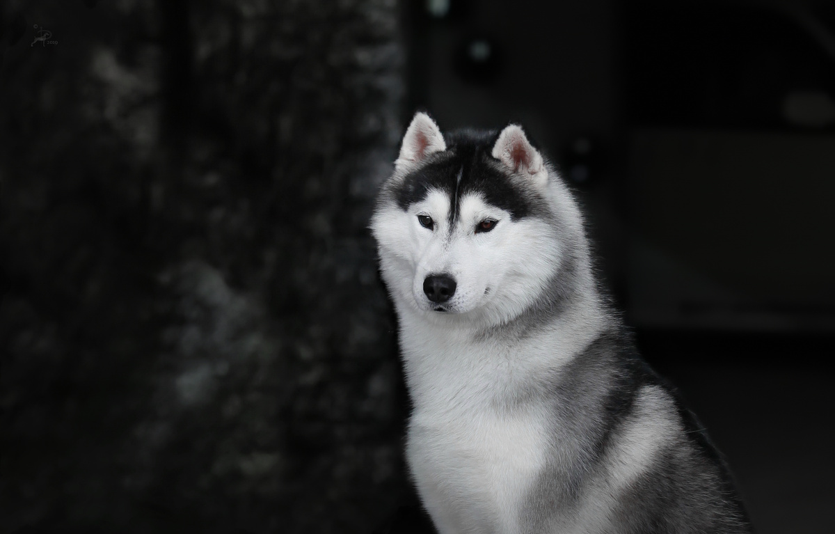 Строгий ошейник на меня?