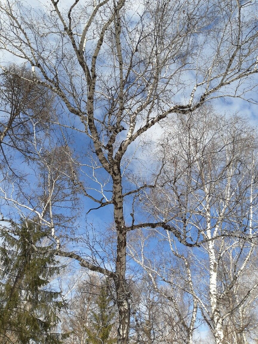 Весной какой-то особенно прекрасный цвет неба