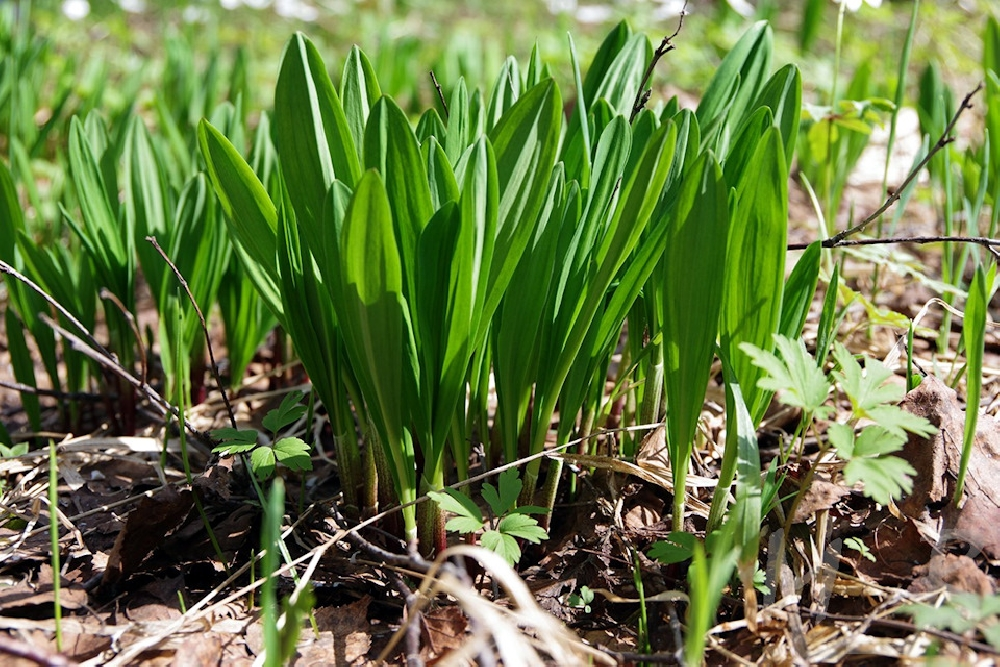 Вот так выглядит Черемша