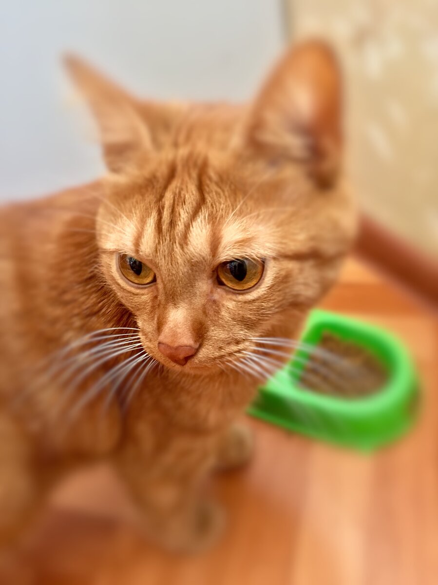 Мой питомец обожает фотографироваться