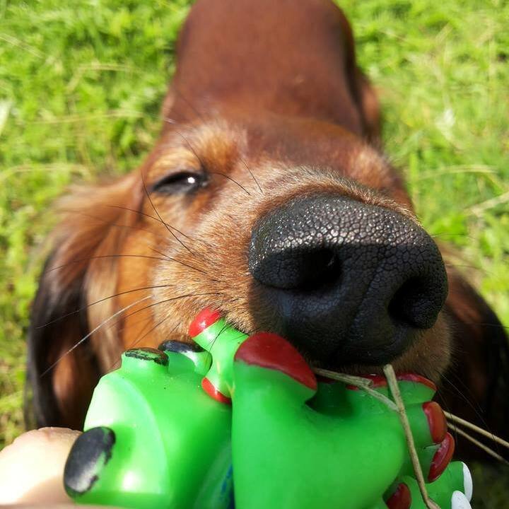 Морда рыжая, наглая, родная, одна штука.