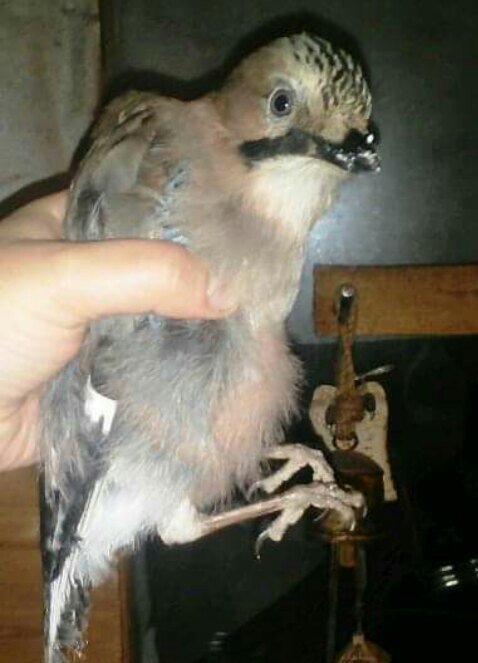 Гарик позирует