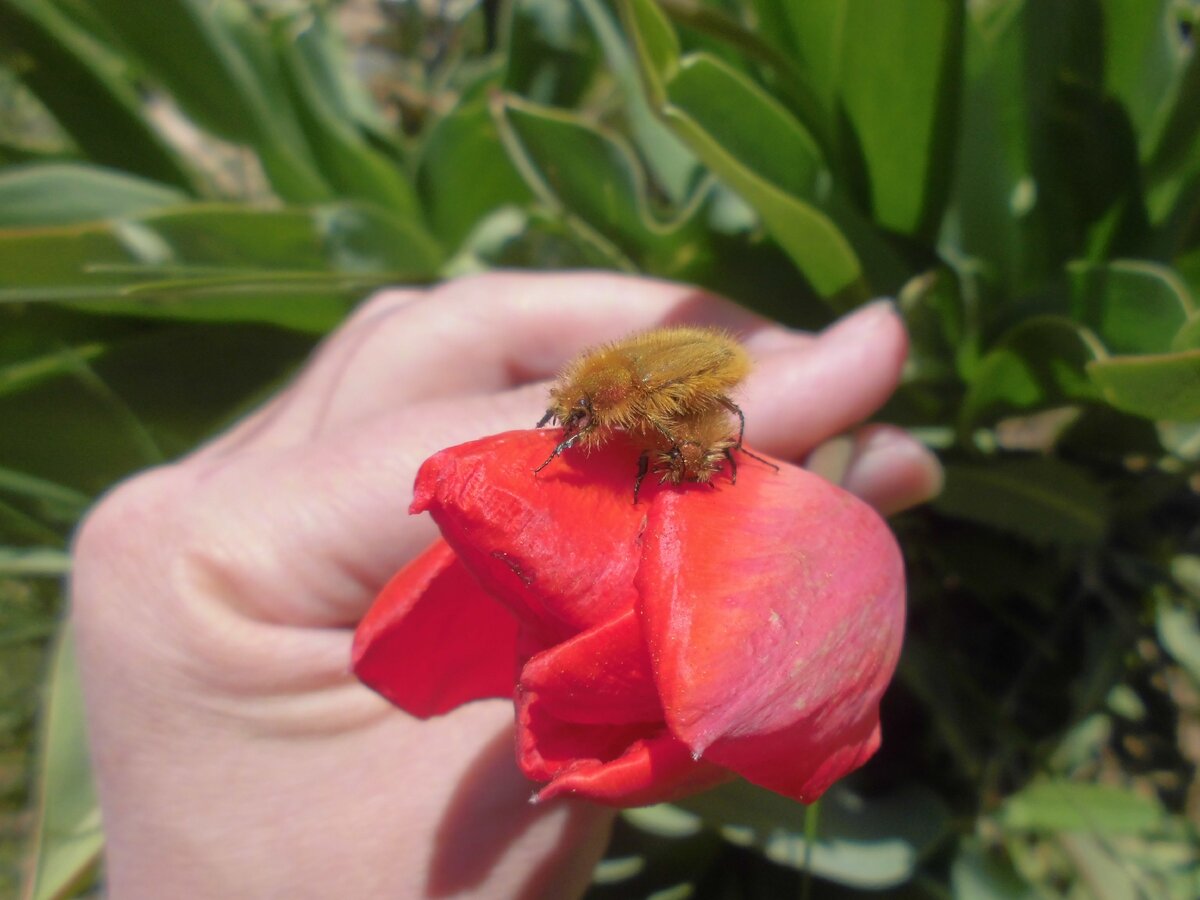 Вот эти мохнатые оленки, которые съедают все тюльпаны. фото автора.
