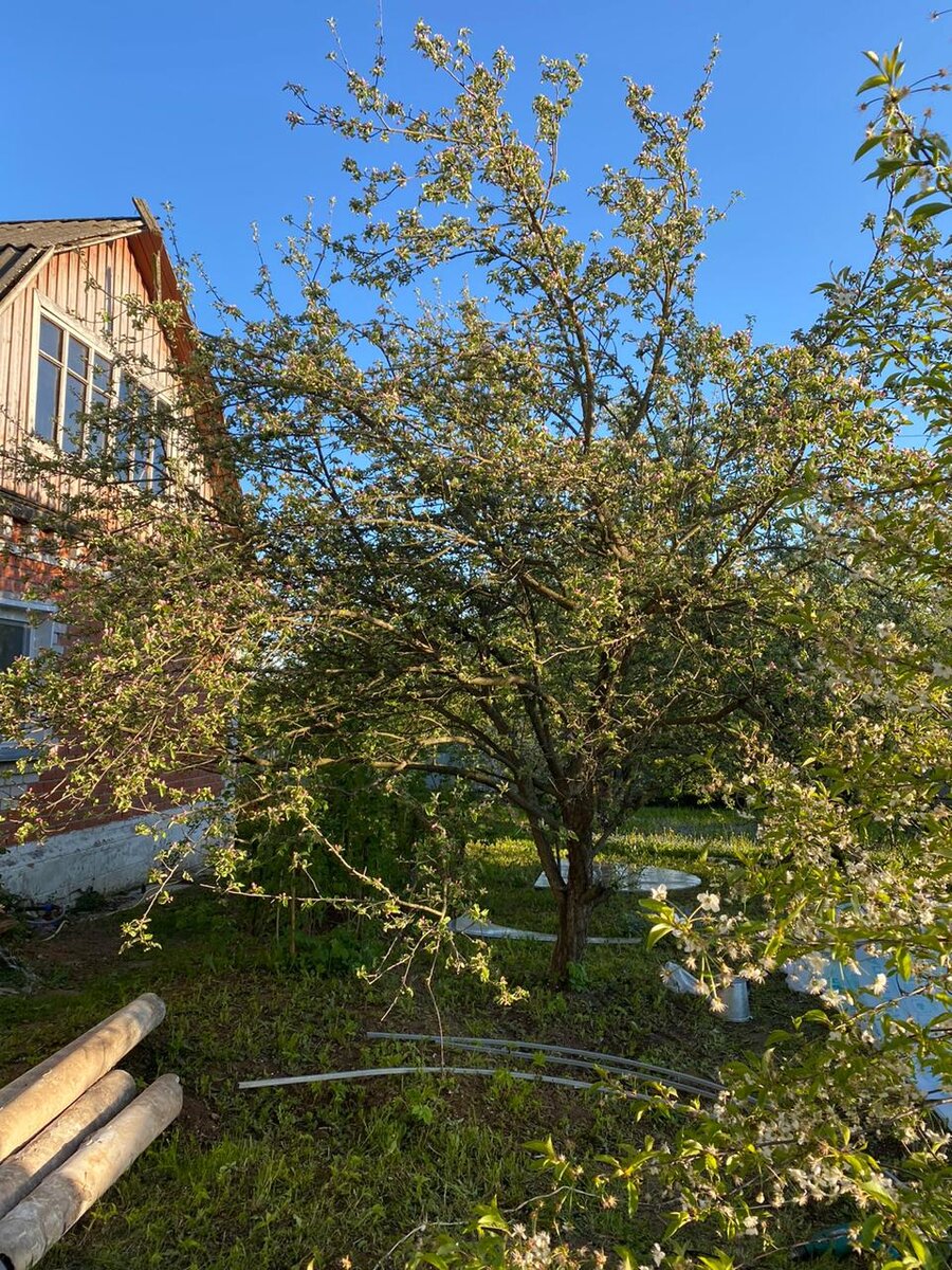 Сад вырос вместе с нами