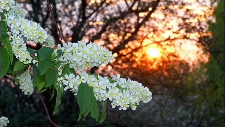 Майский сад сирень черёмуха