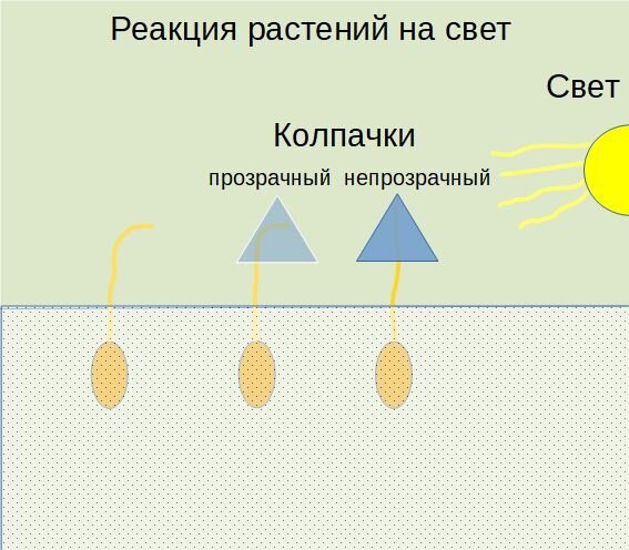 Эксперимент Чарльза Дарвина
