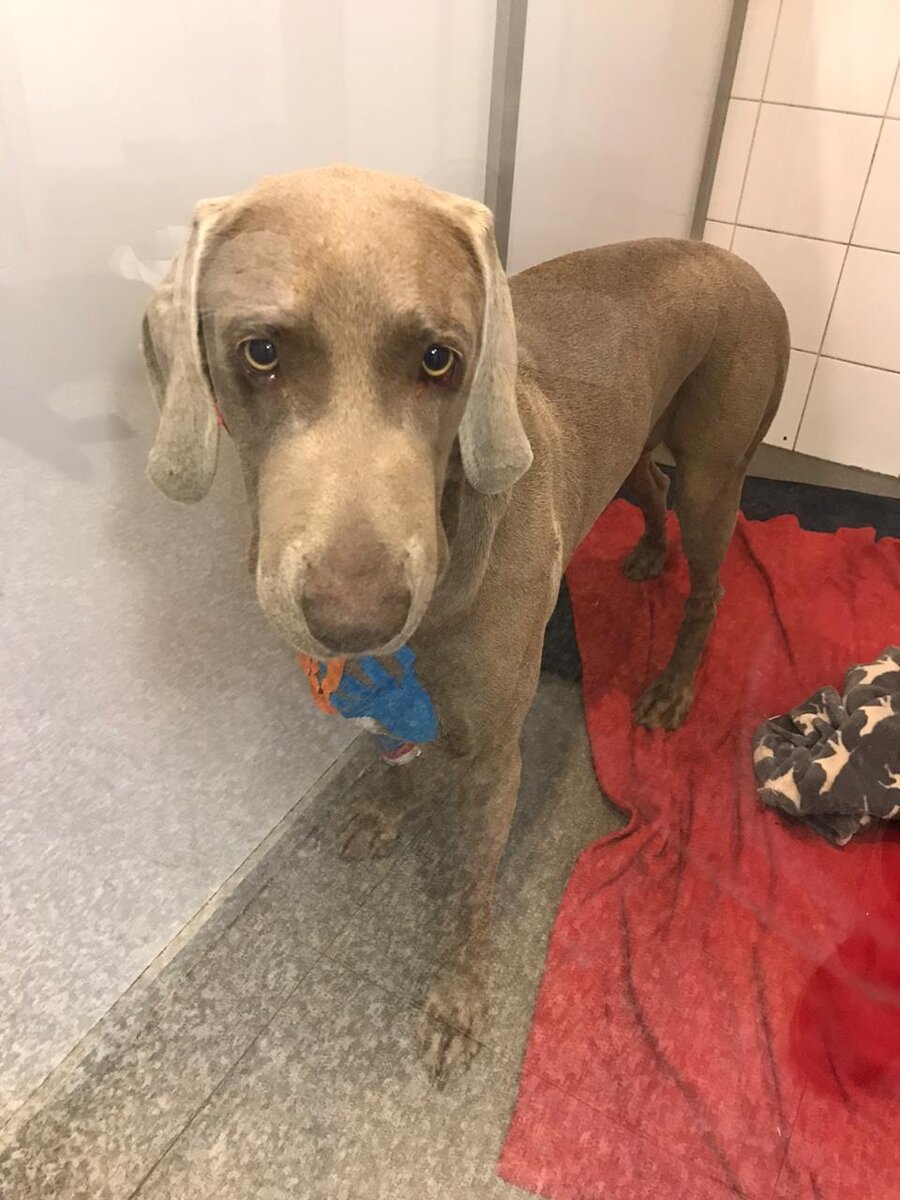 Перед выпиской. Отек не мешает кушать, но сохраняться будет еще долго.