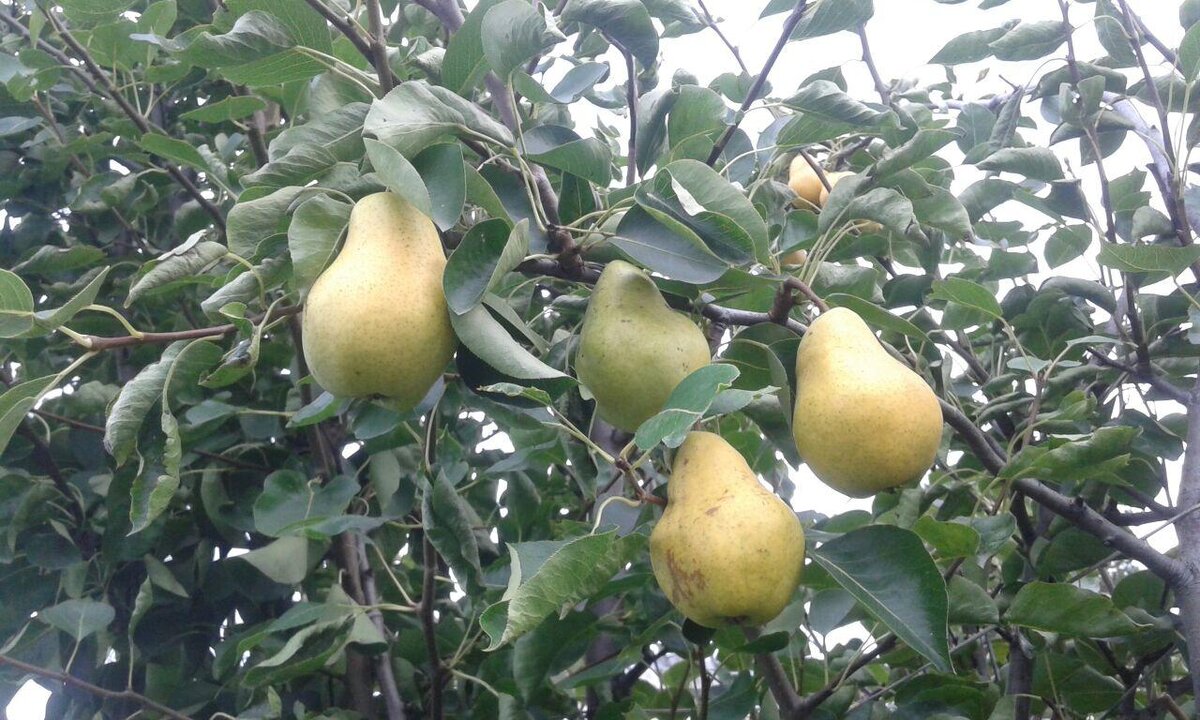 Наши груши, из Сибири.
