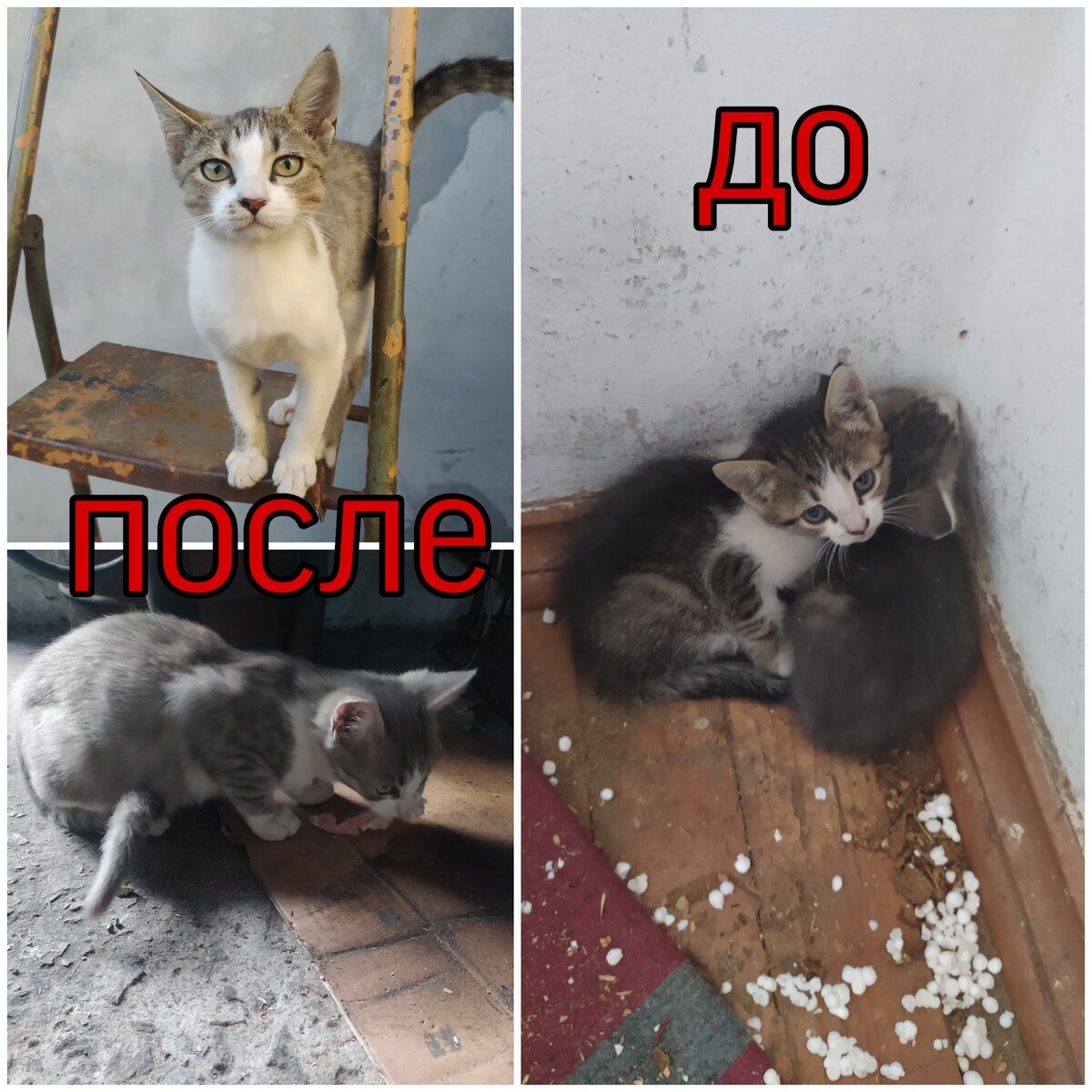 Котята по месяцам