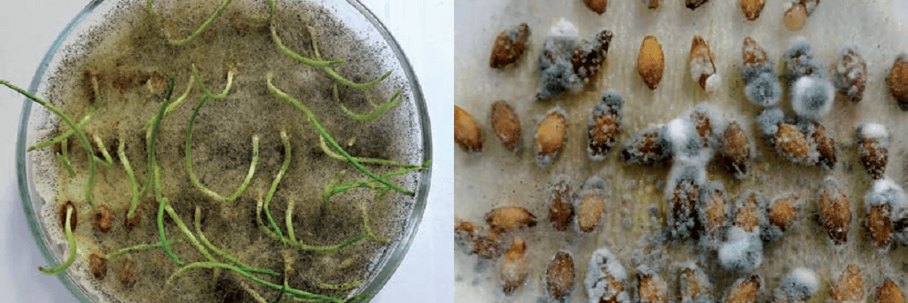 Penicillium spp. Фото: syngenta.ru
