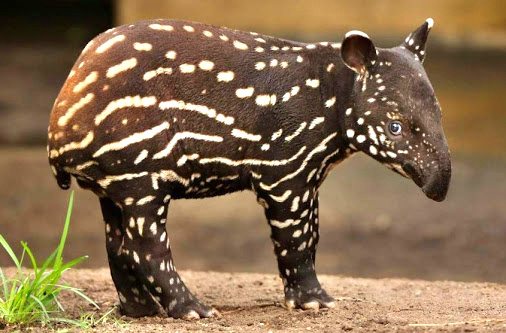 Иногда я забываю, что у меня только один рот.