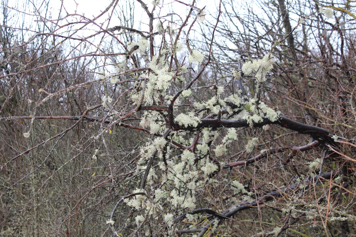Неяркие краски заставляют  вглядываться пристальней. Лишайники похожи на снег и на весенние цветы одновременно.