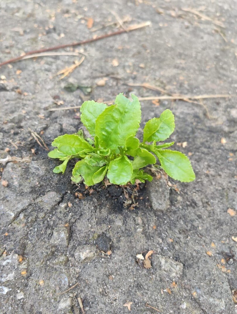 Никогда не отчаивайтесь! Мы пробьёмся м сквозь асфальт!