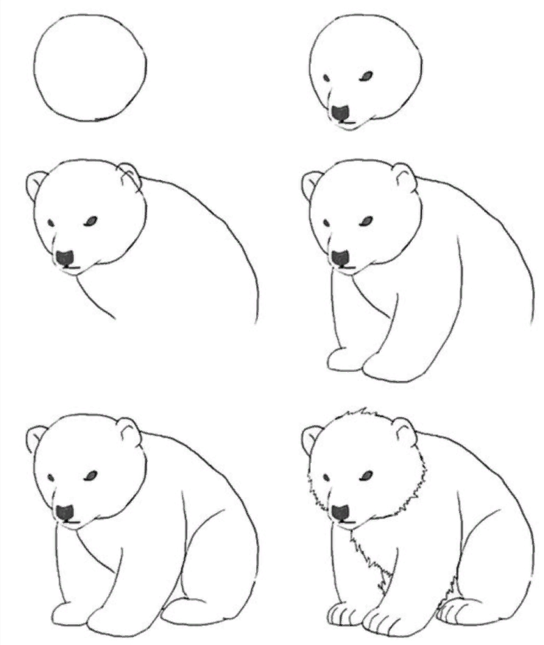 Как нарисовать мишку | DRAWINGFORALL.RU