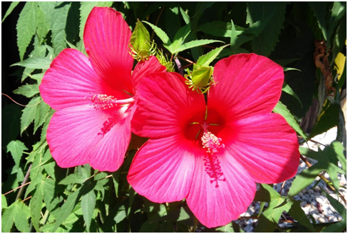 Южные красавцы