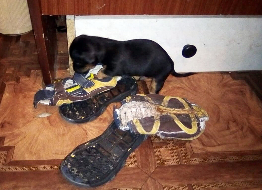 Мой карликовый пинчер пробует на зуб сандалии