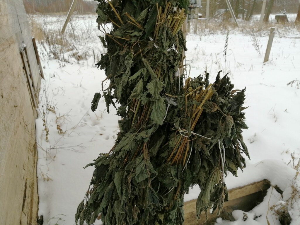 Крапива для свиней и поросят зимой