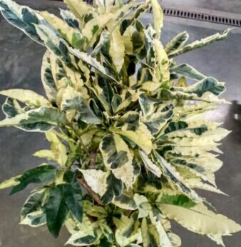 Кодиеум Сорт Тамара