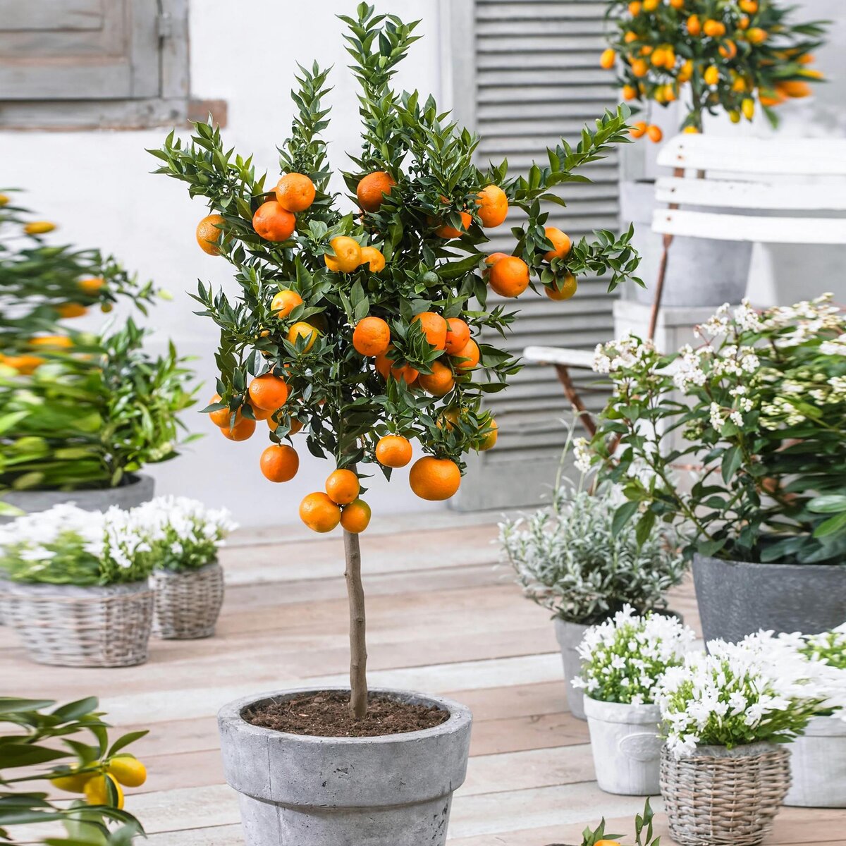 Чем отличаются лимон, мандарин, каламондин и кумкват? | Garden-Zoo.ru | Дзен