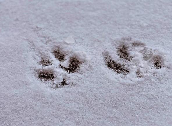 Безопасно ходить босыми лапами в городе становится всё сложнее..