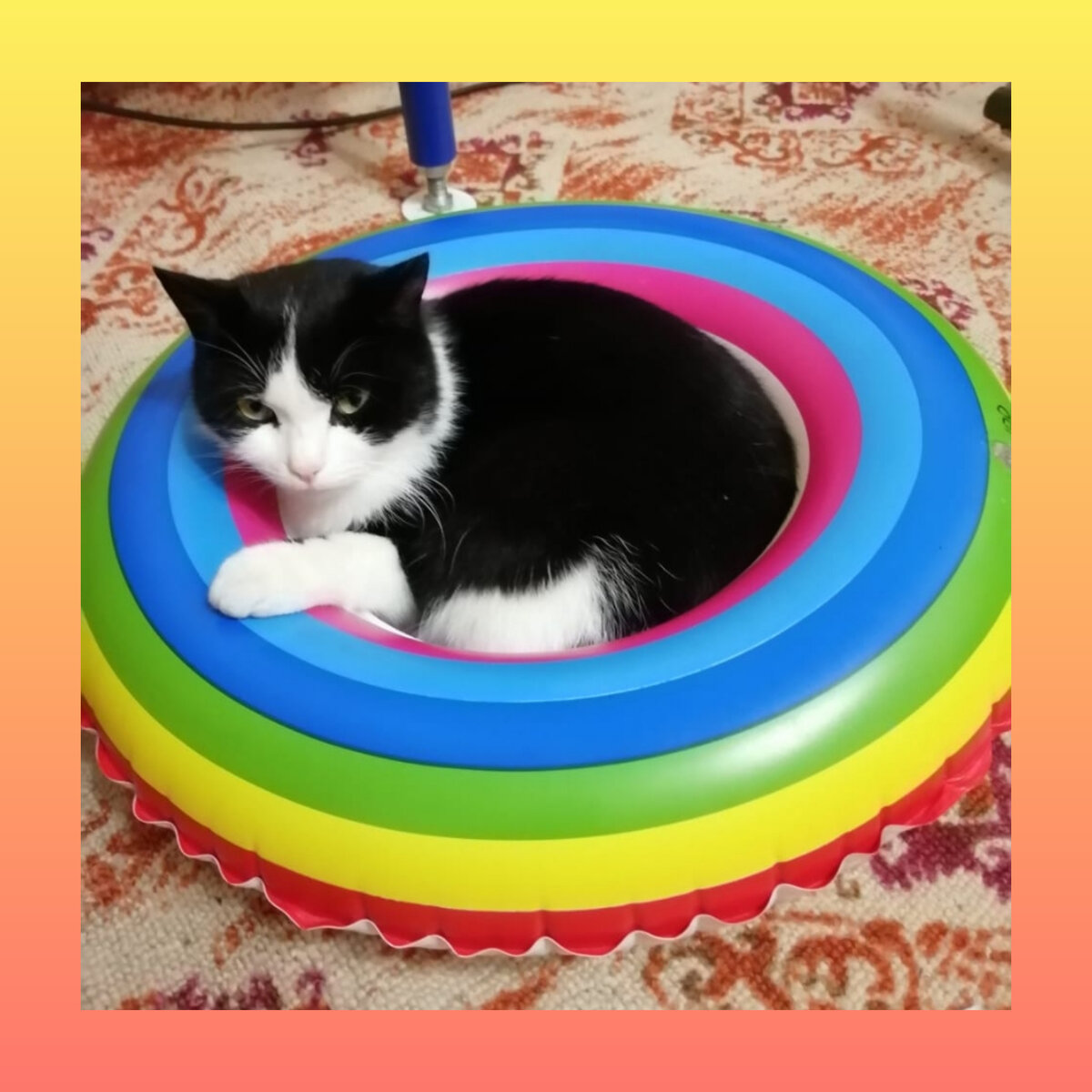 Кот бусик. Кот бусик. Экзот кошка фото. Кот бусик. Бусик кот толстый.